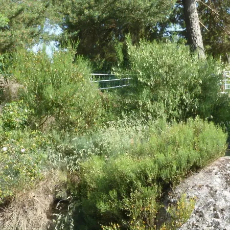 Le Antrenas